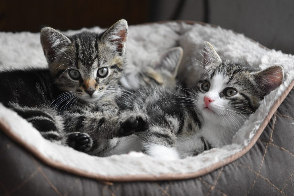 Deux chatons tigrés aux yeux verts installés dans un hamac de radiateur pour chat