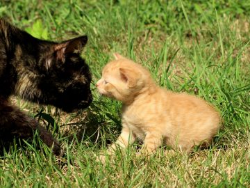 Un chat noir adulte qui sent le museau d'un chaton roux au milieu de l'herbe