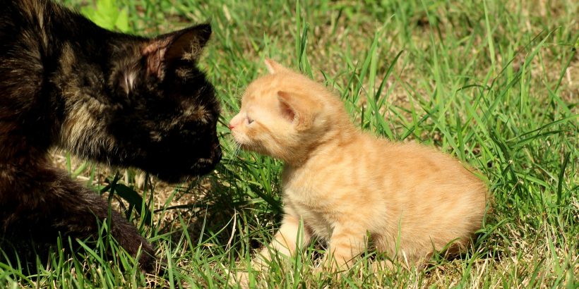 Un chat noir adulte qui sent le museau d'un chaton roux au milieu de l'herbe