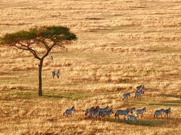 safari-tanzanie-arbre-zebres