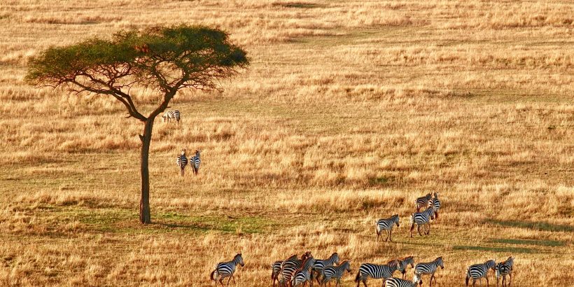 safari-tanzanie-arbre-zebres