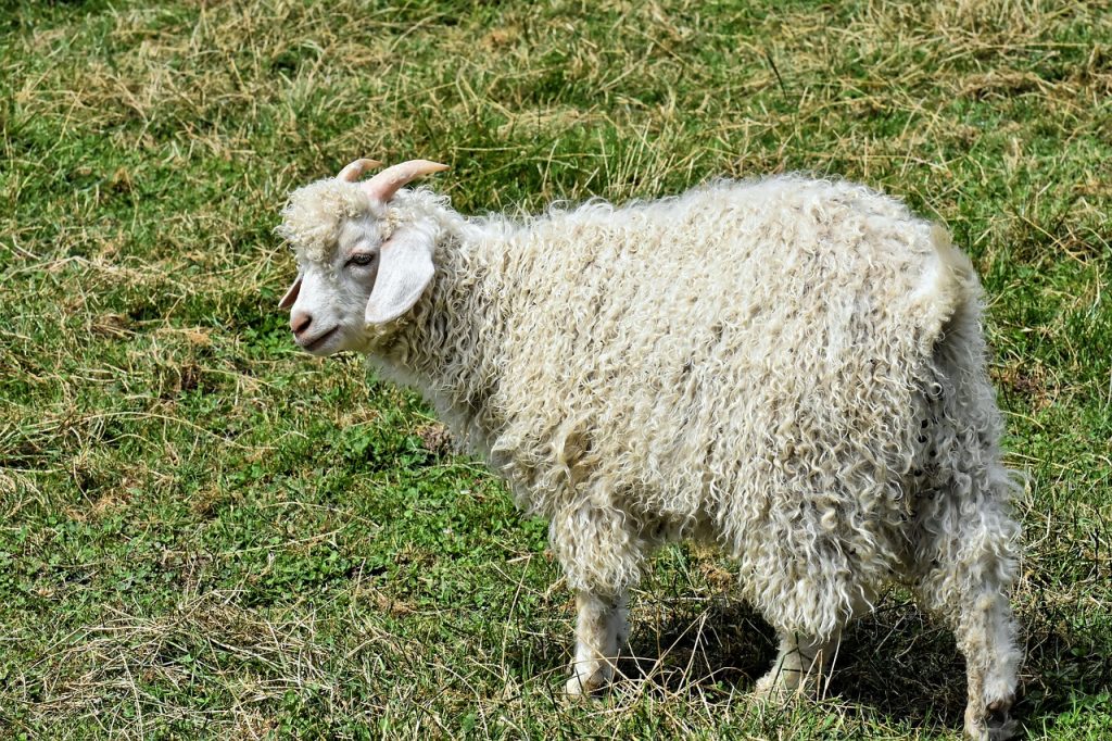 chèvre élevée dans la région du Cachemire pour sa laine