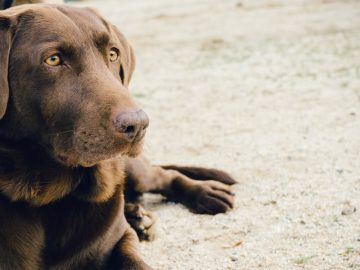 chien-marron-plage