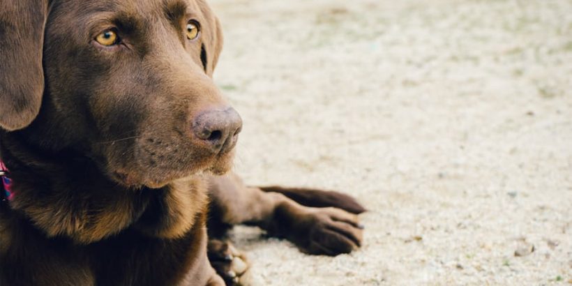 chien-marron-plage