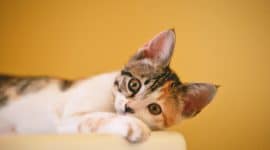 chat