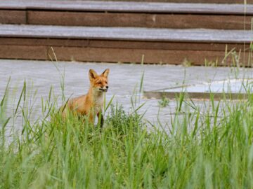 animaux sauvages en ville