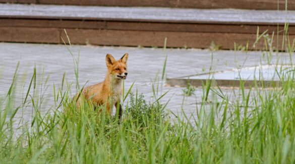 animaux sauvages en ville