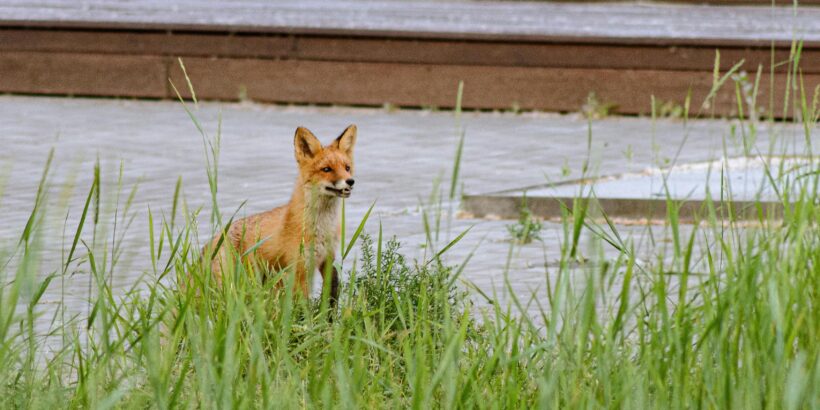 animaux sauvages en ville